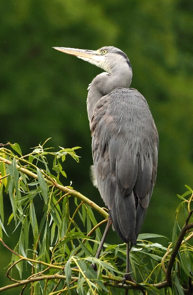 Graureiher, Ardea cinerea